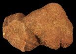Flower-Like Sandstone Concretion - Pseudo Stromatolite #60920-1